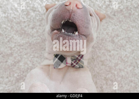 Overhead view of Shar pei dog wearing a bow tie playing Stock Photo