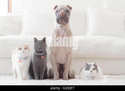 Shar pei dog, british shorthair and scottish fold cats sitting in a row Stock Photo