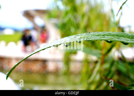 Morning dew on pandan plant Stock Photo