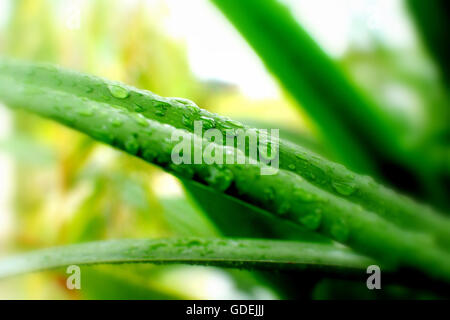 Morning dew on pandan plant Stock Photo