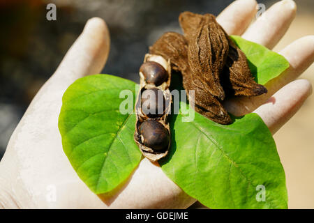 Hand holding seeds of velvet bean (mucuna pruriens) Stock Photo