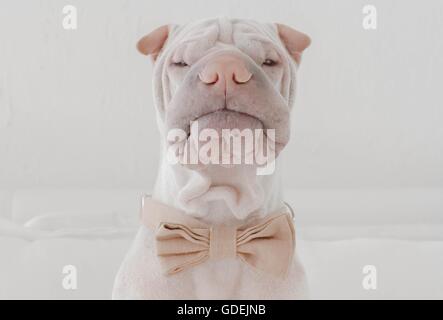 Shar Pei dog wearing bow tie Stock Photo