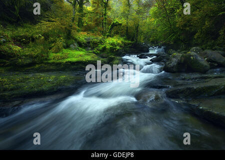 River flowing over rocks in forest, kerry, Ireland Stock Photo