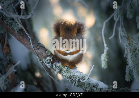 Red Squirrel sitting on branch in snow, Oppland, Norway Stock Photo