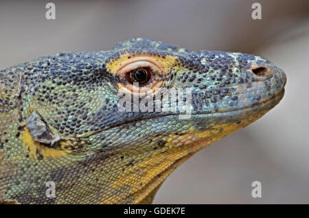 Portrait of a Komodo Dragon,the giant of the lizard family Stock Photo