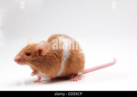 small  cute mouse on white Stock Photo