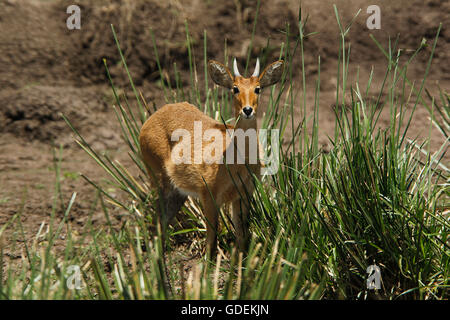 Southern or Common Reedbuck, redunca arundinum, Male  in Swamp, Masai Mara Park in Kenya Stock Photo