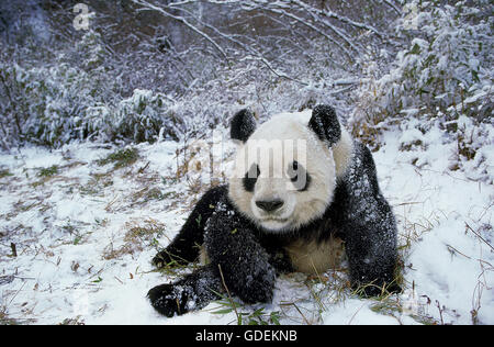 GIANT PANDA ailuropoda melanoleuca, ADULT ON SNOW, WOLONG RESERVE IN CHINA Stock Photo