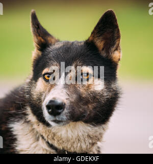 Close Up Portrait Of Medium Size Mixed Breed Dog Stock Photo
