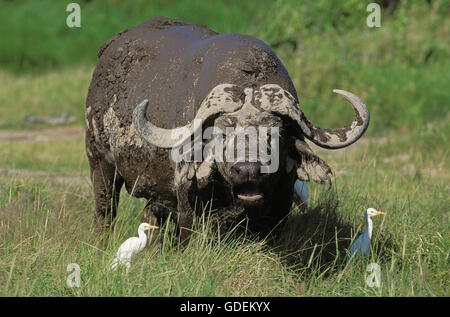 African Buffalo, syncerus caffer with Cattle Egret, bubulcus ibis, Masai Mara park in Kenya Stock Photo