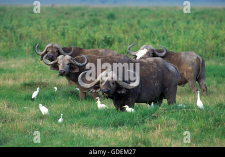 African Buffalo, syncerus caffer, Herd with Cattle Egrets, bubulcus ibis,   Masai Mara Park in Kenya Stock Photo