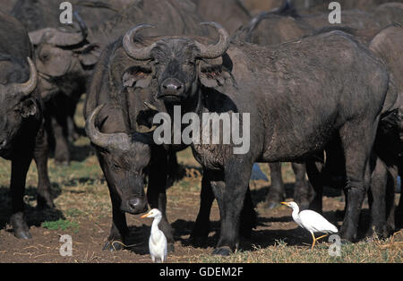 AFRICAN BUFFALO syncerus caffer WITH CATTLE EGRET bubulcus ibis, SERENGETI PARK IN TANZANIA Stock Photo