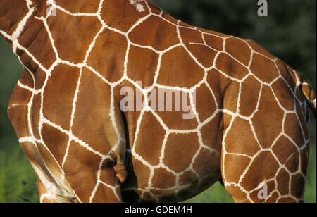 Reticulated Giraffe, giraffa camelopardalis reticulata, Close up of Skin, Samburu Park in Kenya Stock Photo