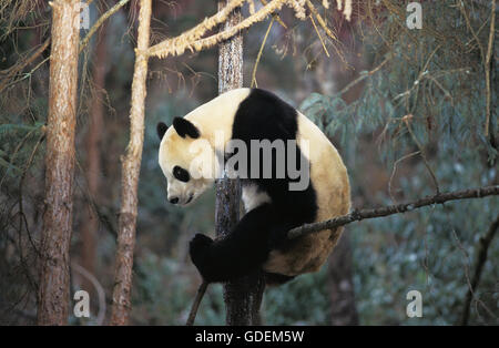Giant Panda, ailuropoda melanoleuca, Adult in Tree, Wolong Reserve in China Stock Photo