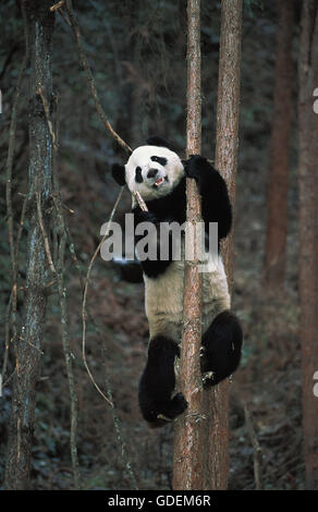 Giant Panda, ailuropoda melanoleuca, Adult climbing a Tree, Wolong Reserve in China Stock Photo