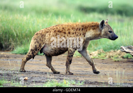Spotted Hyena, crocuta crocuta, Female walking, Masai Mara Park in Kenya Stock Photo
