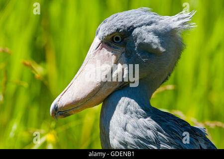 Shoebill / (Balaeniceps rex) / Whale-headed Stork Stock Photo