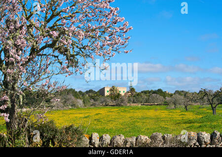 Almond blossom and Finca near Santanyi, Majorca, Balearic Islands, Spain Stock Photo