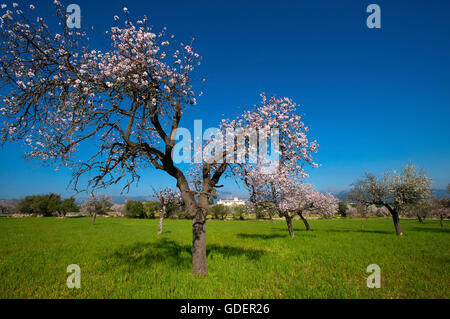 Almond blossom near Alaro, Majorca, Balearic Islands, Spain Stock Photo