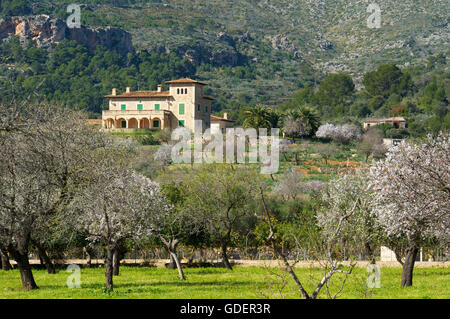 Finca, Almond blossom near Andratx, Majorca, Balearic Islands, Spain Stock Photo