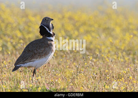 Little Bustard, male Extremadura, Spain /(Tetrax tetrax) Stock Photo