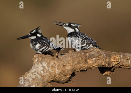 Pied Kingfisher, Kruger national park, South Africa / (Ceryle rudis) Stock Photo