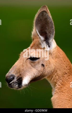 Red Kangoroo / (Macropus rufus, Megaleia rufa) Stock Photo
