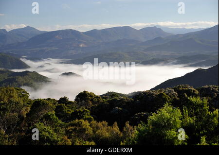 Rainfores,t West Coast Range, Tasmania, Australia Stock Photo