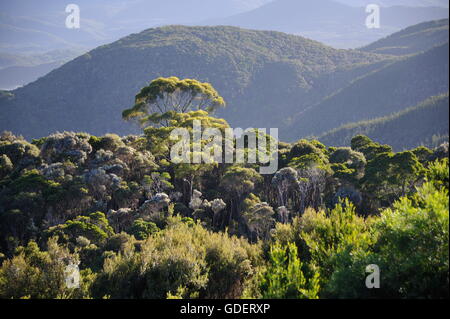 Rainfores,t West Coast Range, Tasmania, Australia Stock Photo