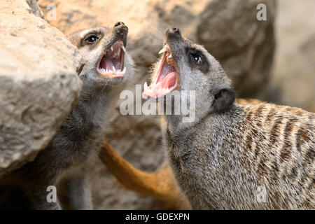Meerkat, Suricate suricatta, captive, Germany Stock Photo