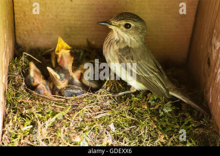Grauschnaepper, Altvogel im Nistkasten am Nest, Sennestadt, NRW, Deutschland Stock Photo
