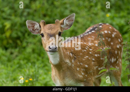 axis deer Stock Photo