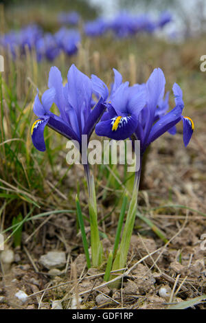 Iris, (Iris reticulata), Germany Baden-Wuerttemberg, Weinheim, Botanic Garden Hermannshof, Stock Photo