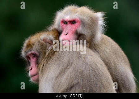 Japanese macaque, Snow Monkey, (Macaca fuscata), captive Stock Photo