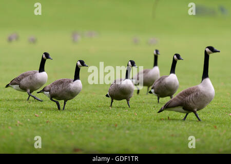 Canada goose, (Branta canadensis), Germany Stock Photo