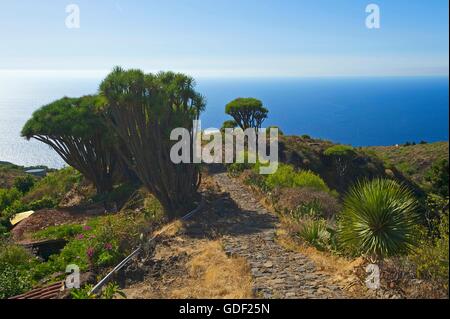 dragon tree, northern coast, La Palma, Canaries, Spain Stock Photo