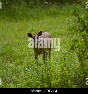 muntjac deer Stock Photo