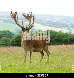 red deer stag Stock Photo