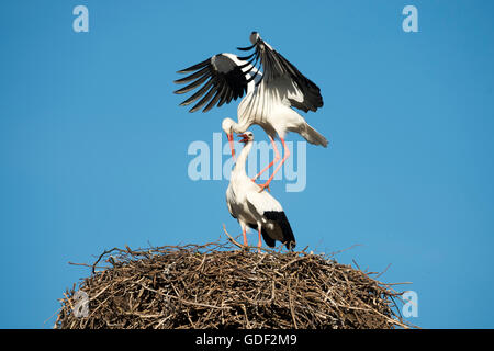White Stork, (Ciconia ciconia), mating season, copula, Germany Stock Photo