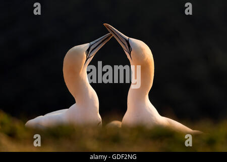 Northern gannet, (Sula bassana), mating season, Schleswig-Holstein, Heligoland, Germany, Stock Photo