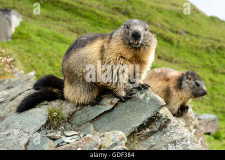 Marmot, (Marmota marmota), Nationalpark Hohe Tauern, Grossglockner High Alpine Road, Austria Stock Photo