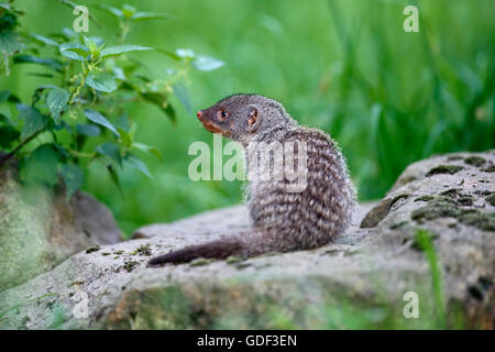 zebra mongoose, young animal, (Mungos mungo), captive Stock Photo