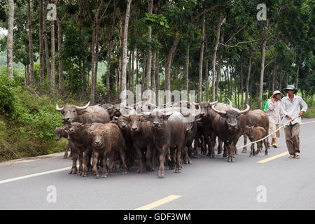 Shepherd drives water buffaloes (Bubalus arnee) on road, Ca Na, Vietnam Stock Photo