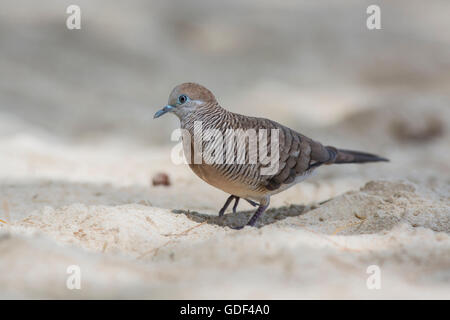 Barred ground dove (Geopelia striata), Seychelles Stock Photo