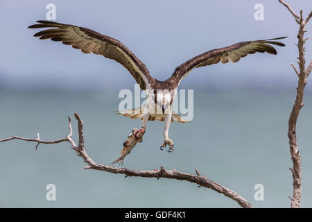 Osprey, Florida/ (Pandion haliaetus) Stock Photo