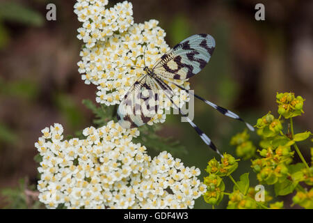 Thread-winged lacewing, Greece (Nemoptera sinuata)