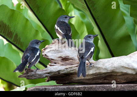 Three juvenile Oriental Magpie Robins waiting to be fed by their parents in a Bangkok garden Stock Photo