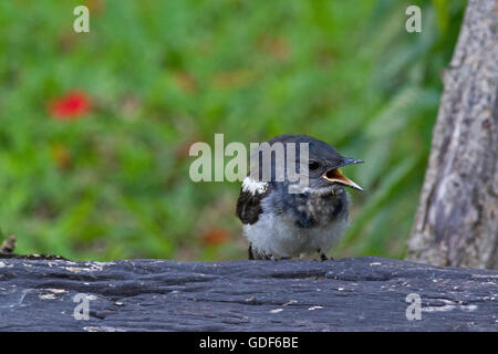 A juvenile Oriental Magpie Robin asking to be fed by its parents in a Bangkok garden Stock Photo