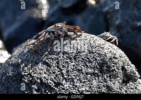 An Ascension Island Crab (Grapsus adscensionis) on a rock on a beach on Ascension Island