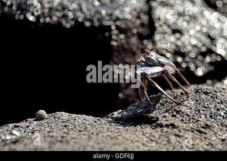 An Ascension Island Crab (Grapsus adscensionis) on a rock on a beach on Ascension Island Stock Photo